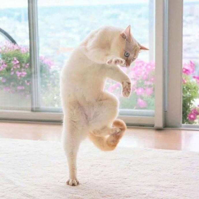 Ko��� � ���������� ��������. �� ������ ����� �� �������! - 2