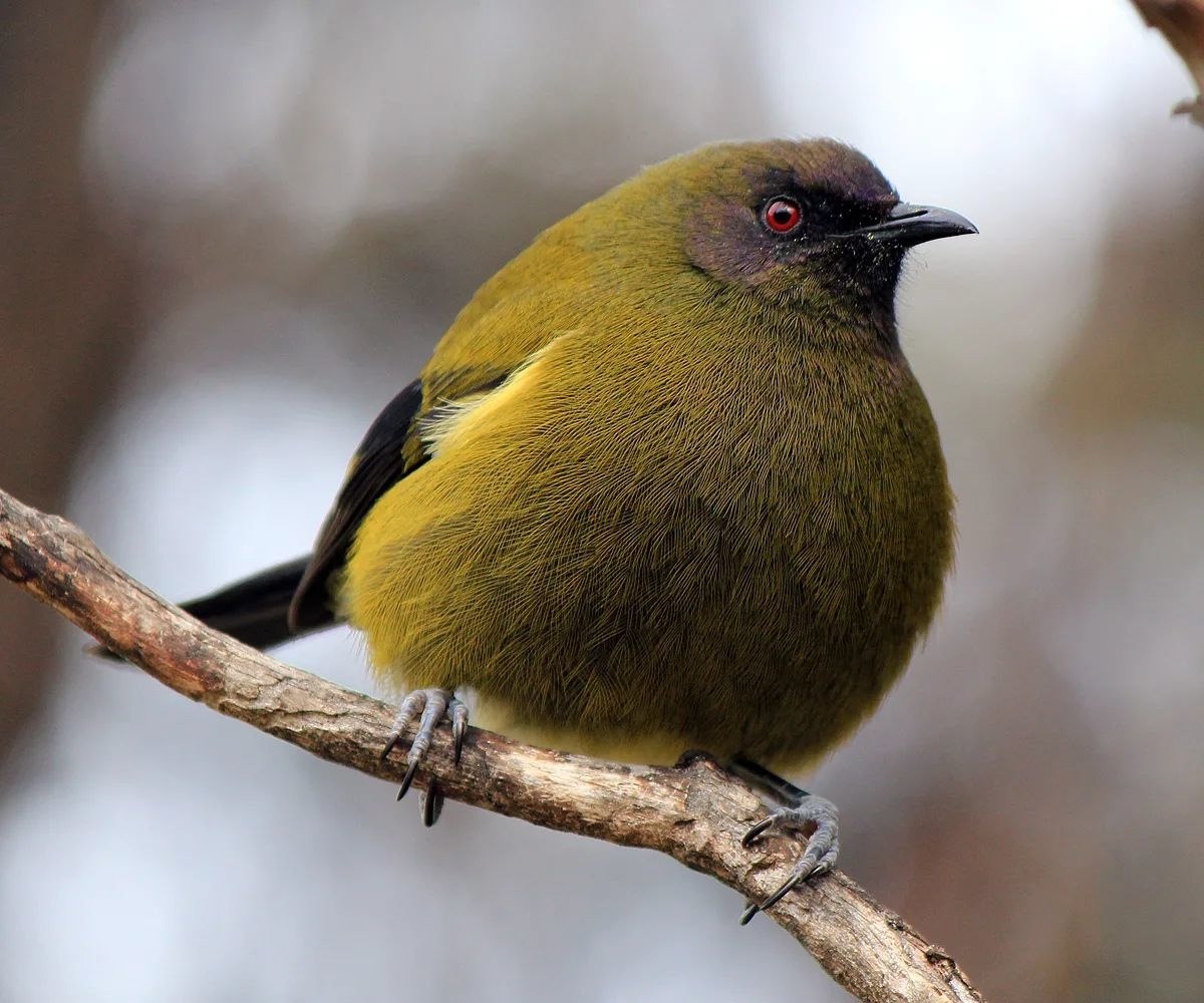      - Bellbird. - 2