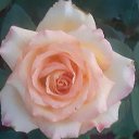 ���� ����, ��������, 53 ���� - ��������� 29 ���� 2021 � ������ ���� ����������