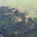  **Milena*****, , 45  -  30  2021    