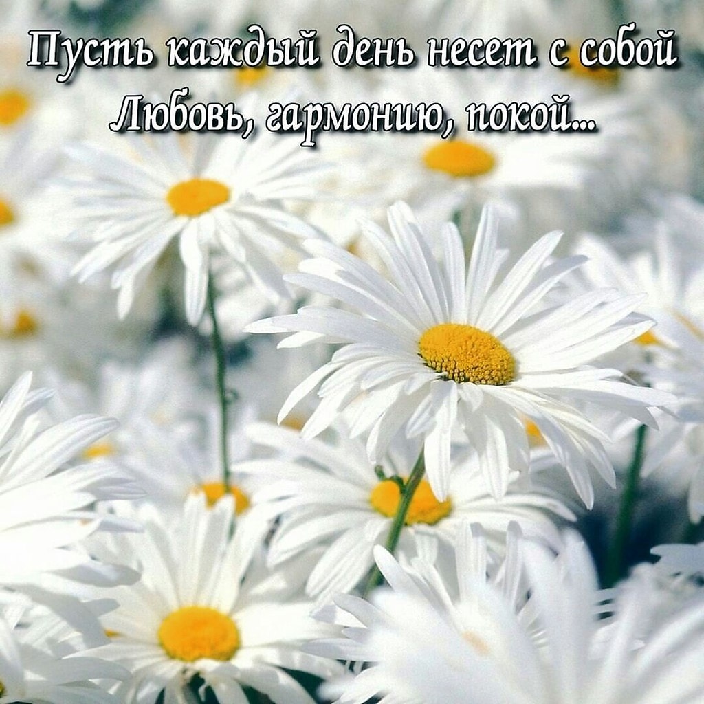 Подари мне с утра ромашки, На окно их поставлю в вазу, ... | ПРИВЕТСТВИЯ и  ПОЖЕЛАНИЯ, открытки на каждый день. | Фотострана | Пост №2318862125