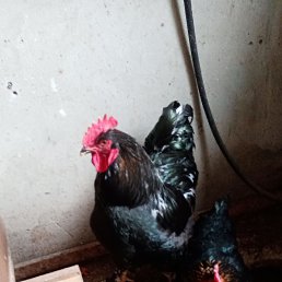 ���� ������, ������, 68 ��� - ��������� 16 ��� 2021