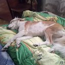  Lubomir_ss,  -  20  2022   ...)