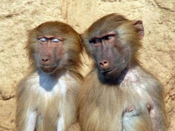 Две подруги фотографируются на телефон: - О, блиииин, ну и рожа! - Ты на мою посмотри! - А я на твою ...