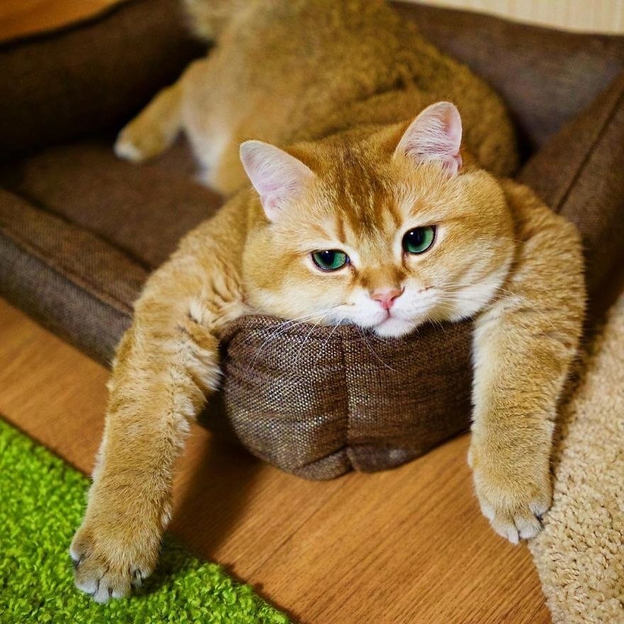     )