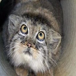 �������, ������, 43 ����