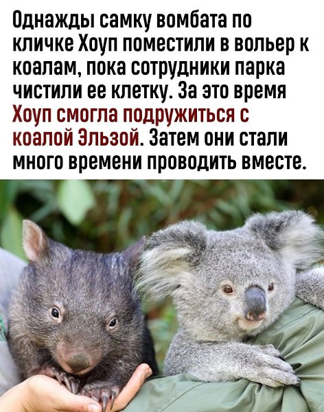Идеальный сюжет для доброго детского мультфильма - 2