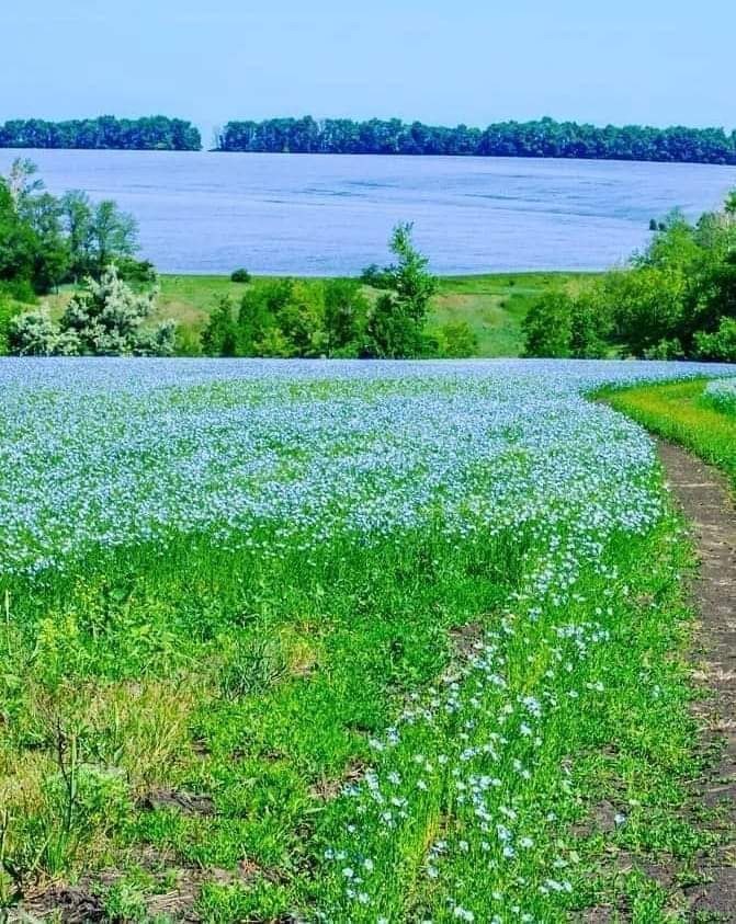 :) МОРЕ. После первого класса за буйство, двойки и мамкины слезы Сашку сослали к прабабке в гиблое ...