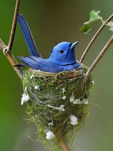 ��� ��� ��� - ����� �����!)