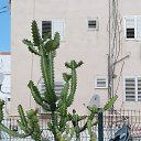  Galla, , 68  -  27  2022    