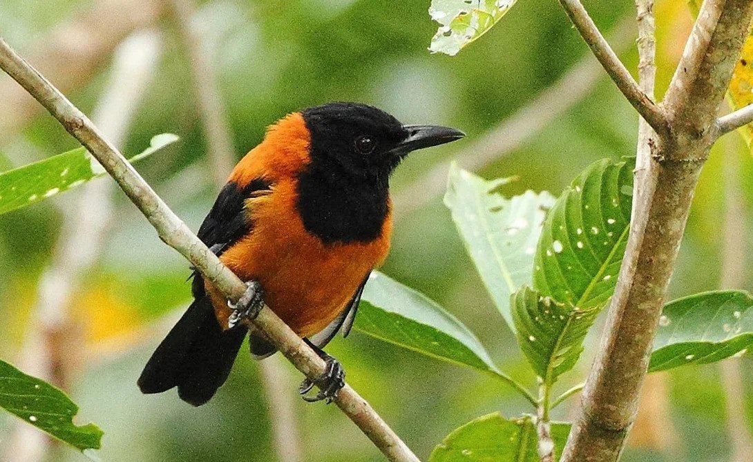 "Pitohui dichrous"     -   ,    ...