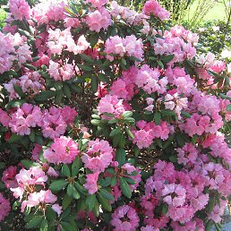 �����, ����