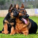 JE MEHR ICH WEISS - MENSCHEN, DESTO MEHR WIE - HUNDE! �� ������� �DEUTSCHER SCHFERHUND BER ALLES..�