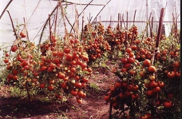 СОВЕТЫ ПО ВЫРАЩИВАНИЮ ПОМИДОРОВ.Как получить урожай, которым можно удивить всех?Запомните одно - без ...