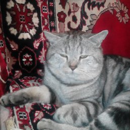 ���� �������, ������, 60 ��� - ��������� 13 ������� 2022