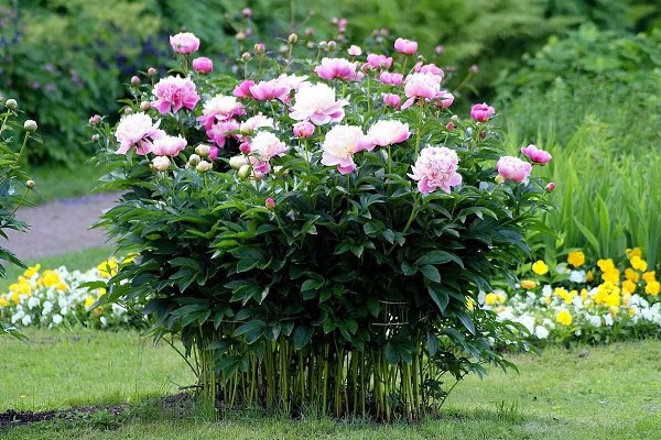 Чем удобрять пионы в августе: основные правила осеннего ухода.В отличие от других цветом, пионы ... - 4