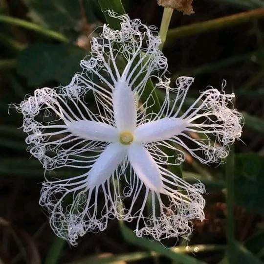 :)    .    .   .