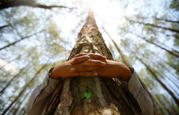 Как зарядиться энергией от леса и деревьев