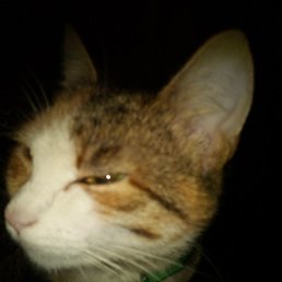 �������, ������ ��������, 55 ���