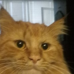 ����, ����