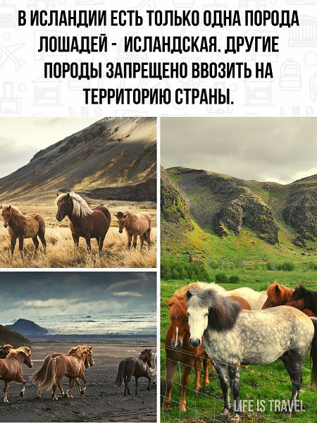 Достаточно странный запрет, даже ради сохранения чистоты породы