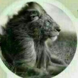 Shox, ��������, 37 ���