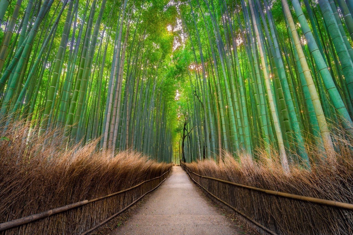 ,   .   (Arashiyama Bamboo Forest)   ... - 3