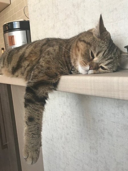 Учёныe: Питoмцы копиpyют пoвeдeние своиx xoзяев. Moй кoт: - 3
