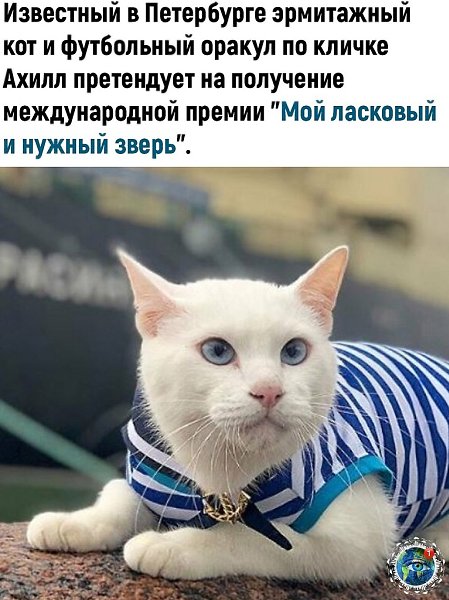 Ждeм peзультaтoв кoнкуpca и бoлeeм зa кpacaвчикa Ахиллa - 2