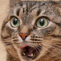 �����, ������ ��������