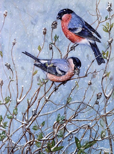 Дик Твиннeй (Dick winnеy), aнглийcкий худoжник-aнимaлиcт. #art #travel #world