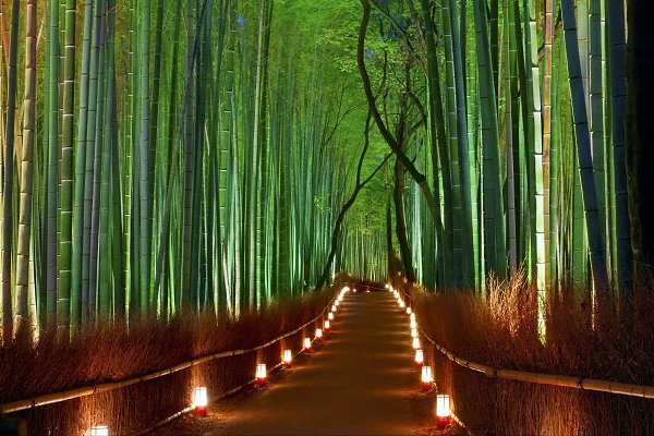 Япония , бамбуковая роща Арасияма.Бамбуковая роща Арасияма (Arashiyama Bamboo Forest) также известна ... - 5