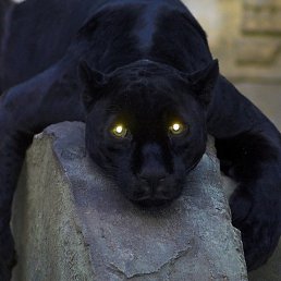 ����, ������, 38 ���