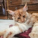 ���� �, ���, 63 ���� - ��������� 16 �������� 2022