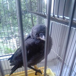 ��������, �����, 51 ���