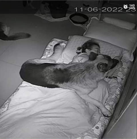 Пес, которого вырастили и воспитали котики) - 3