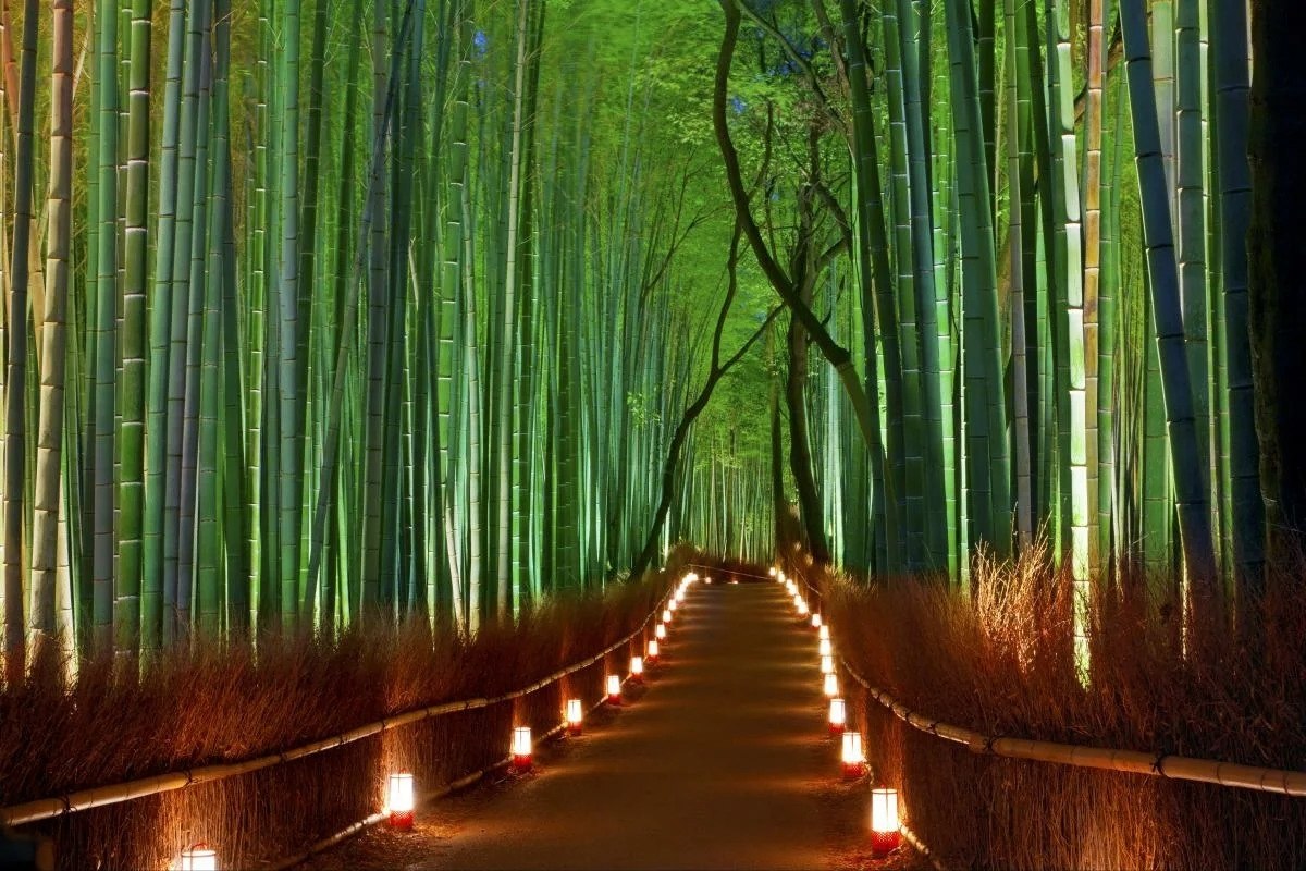  ,   .   (Arashiyama Bamboo Forest)   ... - 5