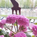 ���� ���������, �����-���������, 55 ��� - ��������� 3 ���� 2022