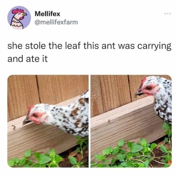 ...   ,   ,   