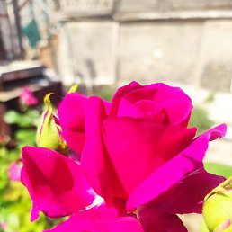 �������, ���������, 38 ���