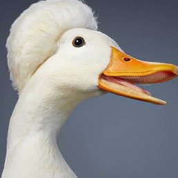 ������, ������, 48 ���