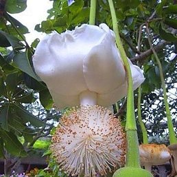 ���, ����, 64 ����