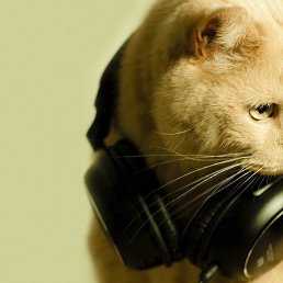 ������, ����, 25 ���