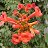  Yelena, , 48  -  7  2023