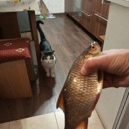 ���� �������, �����������, 39 ��� - ��������� 26 ������ 2023