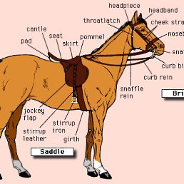  Horse,  , 36  -  28  2022