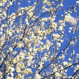 ����, ������� �����