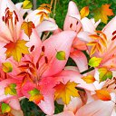 ���� �����, ���������, 63 ���� - ��������� 7 ������� 2022