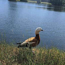 ���� Leva, ������, 24 ���� - ��������� 2 ���� 2022