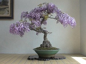 :) Бонсай — искусство выращивания точной копии настоящего дерева в миниатюре. Одно из направлений ... - 8